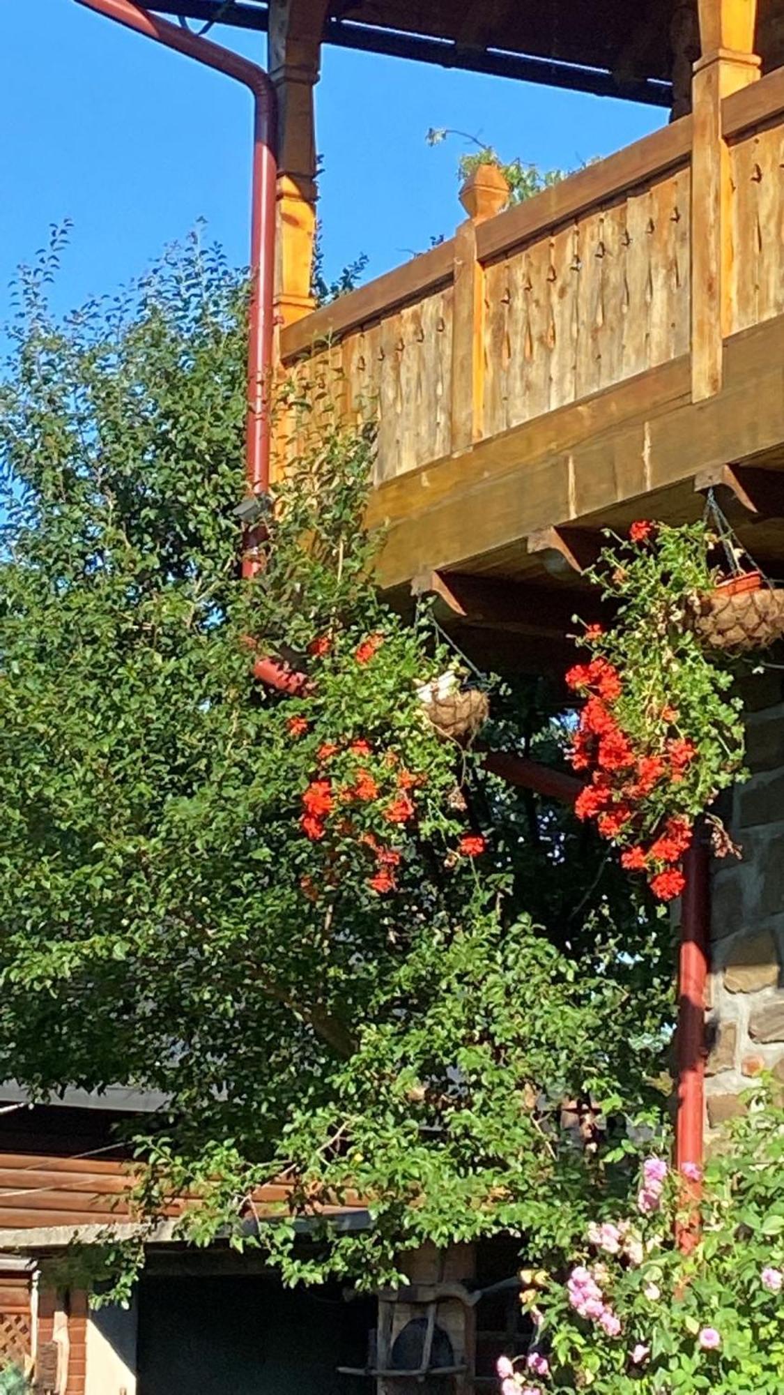 Pensiune Pastravarie La Pintea Haiducu Deseşti Exteriér fotografie